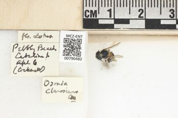 Media type: image;   Entomology 790482 Aspect: Labels